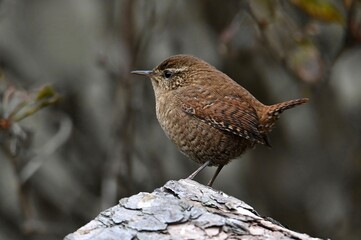 a bird on the ground