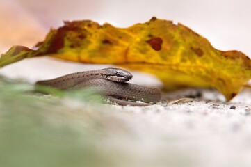 a snake on the ground under a yellow leaf