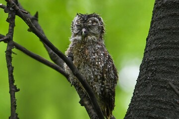 owl
