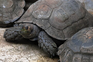 エミスムツアシガメ