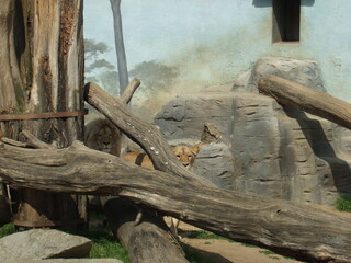 lion in zoo The lion is a large cat of the genus Panthera native to Africa and India. It has a...