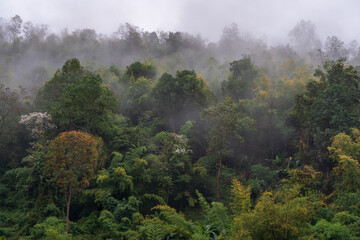 Scenic tropical forest landscape with low clouds on mountain slope, Chiang Dao, Chiang Mai, Thailand