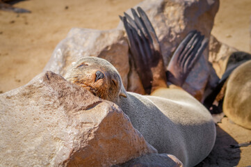 A brown fur seal (Arctocephalus pusillus) sleeping, Cape Cross, Namibia.