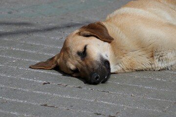 dog sleeping on the ground