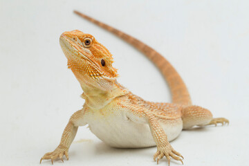 Bearded dragon Pogona vitticeps isolated on a white background
