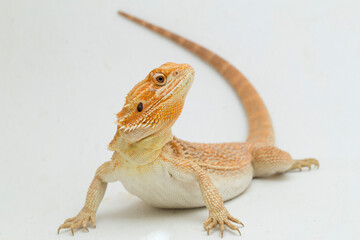 Bearded dragon Pogona vitticeps isolated on a white background
