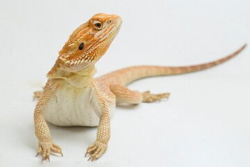 Bearded dragon Pogona vitticeps isolated on a white background
