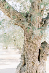 Fine art fotograaf Milou van Ham Fotografie travel old olive tree trunk wanderlust photography in Spain Costa Brava Olivetree yard