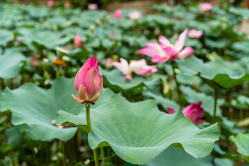 Nelumbo nucifera, also known as Indian lotus, sacred lotus or simply lotus, is one of two extant species of aquatic plant in the family Nelumbonaceae.