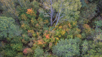 Fototapeta na wymiar autumn colors in the woods