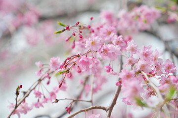 満開の枝垂れ桜を見上げて