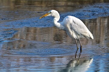 white heron on the lake shore