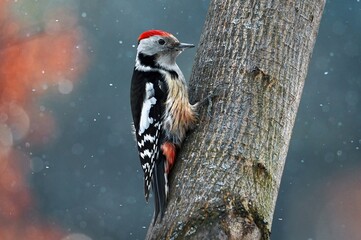 great spotted woodpecker on a branch
