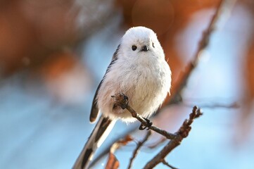 a bird is sitting on a branch