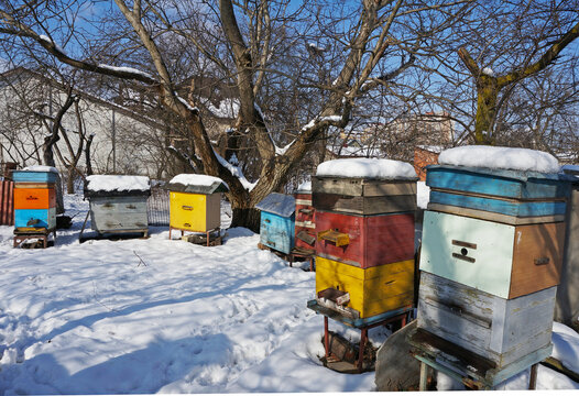 Lots of hives in the winter garden