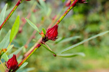 Roselle or Chukai is full of micronutrient