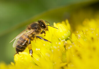 European honey bee (Apis mellifera) gathering pollen, Honey Bee harvesting pollen from the flower, honeybee, honey bee close up