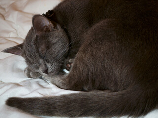 portrait of a grey cat with stripes is lying on a bed.