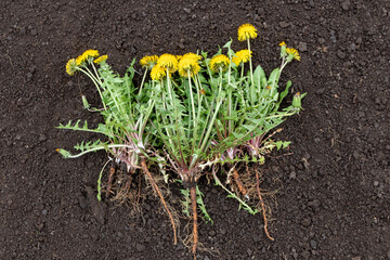 Weeded flowering dandelions (Taraxacum officinale Weber ex Wiggins) lie on the loose ground in the...