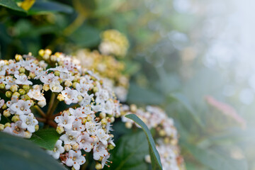 flowers, Spring blossom close-up, macro