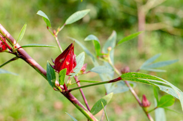 Roselle or Chukai is full of micronutrient