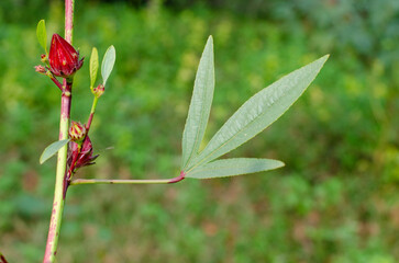 Roselle or Chukai is full of micronutrient