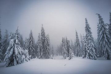 Fog and snow in winter with abstract snow on the border of Germany with the Czech Republic, Bavarian Forest - Sumava National Park. High quality photo