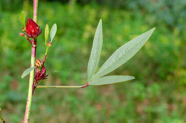 Roselle or Chukai is full of micronutrient