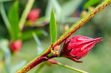 Roselle or Chukai is full of micronutrient
