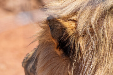 Fototapeta premium The Lion