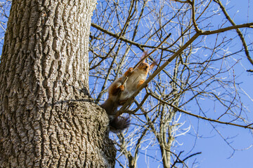 The squirrel sits on a tree branch in the forest. Little red squirrel sits on a tree