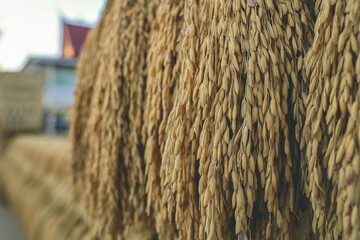 Rice paddy has been make to Pagoda by farmmer