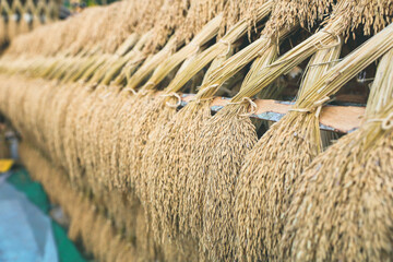 Rice paddy has been make to Pagoda by farmmer