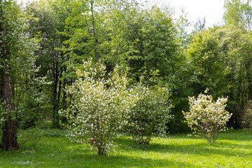 Flowering trees in the park during spring.