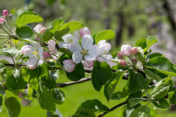 Flowering apple tree in the park.