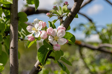 Flowering apple tree in the park.