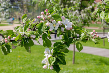 Flowering apple tree in the park.