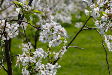Flowering cherry tree during spring.