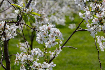 Flowering cherry tree during spring.