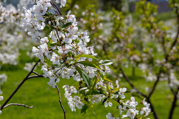 Flowering cherry tree during spring.
