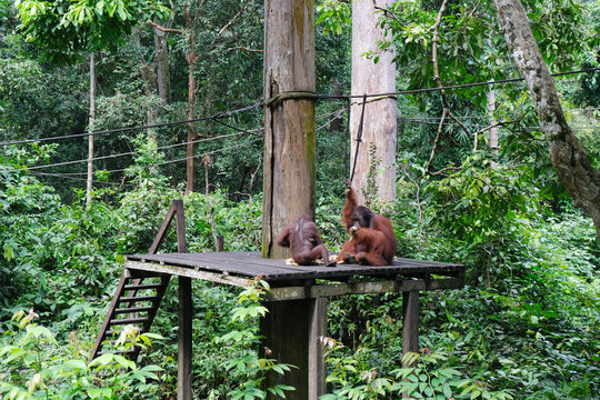 Orang utan eating their lunch at The Sepilok Orang Utan Rehabilitation Centre.