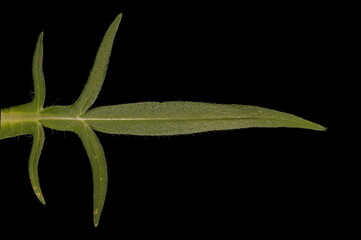 Obraz premium Field Scabious (Knautia arvensis). Upper Leaf Closeup