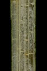 Common Club-Rush (Schoenoplectus lacustris). Stem Longitudinal Section Closeup © Valery Prokhozhy
