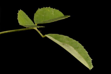 White Melilot (Melilotus albus). Leaf Closeup