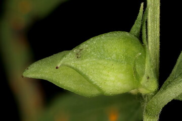 Common Cow-Wheat (Melampyrum pratense). Fruit Closeup
