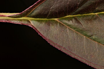 Red Amaranth (Amaranthus cruentus). Leaf Detail Closeup