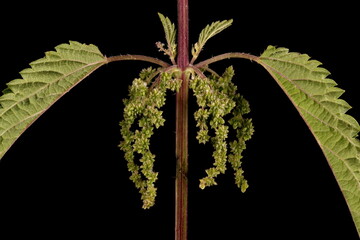 Common Nettle (Urtica dioica). Female Inflorescence Detail Closeup