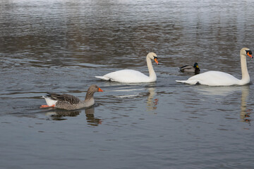 mute swan and gray goose