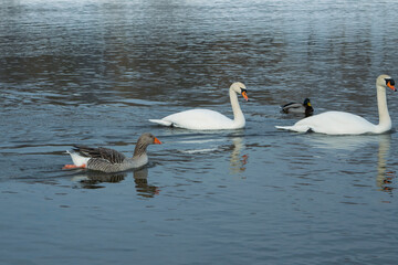 mute swan and gray goose