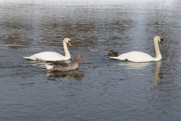 mute swan and gray goose